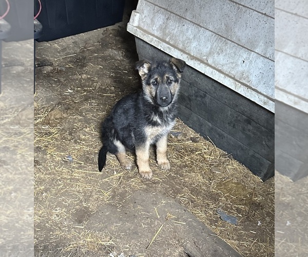 Medium Photo #2 German Shepherd Dog Puppy For Sale in ARMSTRONG, MO, USA