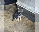 Small #1 German Shepherd Dog