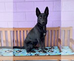 Small #1 Mutt
