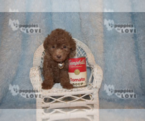 Poodle (Toy) Puppy for sale in SANGER, TX, USA