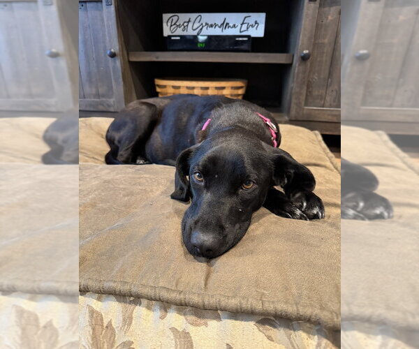 Medium Photo #8 Labrador Retriever-Unknown Mix Puppy For Sale in Brewster, NY, USA