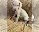 Puppy Light green col Great Dane
