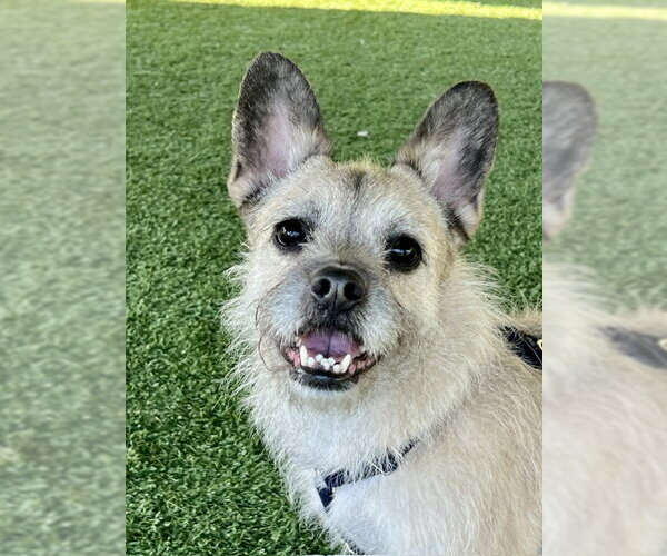 Medium Photo #4 Brusston Puppy For Sale in Agoura Hills, CA, USA