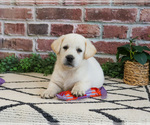 Small #18 Labrador Retriever