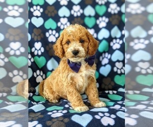 Goldendoodle (Miniature) Puppy for sale in GLEN ROCK, PA, USA