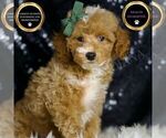 Puppy Toffee Poodle (Miniature)