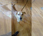 Small #1 Labrador Retriever Mix