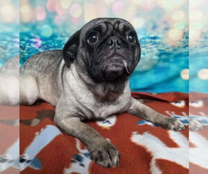 Pug Dogs for adoption in Lakewood, CO, USA