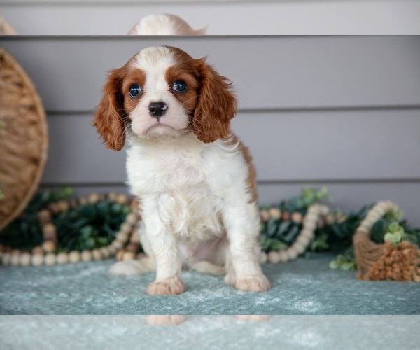 Medium Photo #2 Cavalier King Charles Spaniel Puppy For Sale in WOLCOTTVILLE, IN, USA