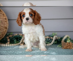 Small #1 Cavalier King Charles Spaniel