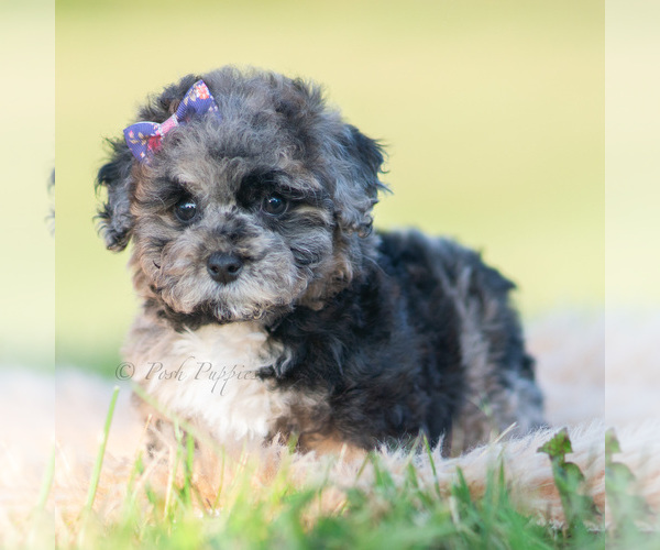Medium Photo #34 Poodle (Toy) Puppy For Sale in WARSAW, IN, USA