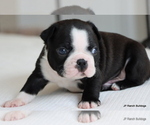 Small Photo #26 Boston Terrier Puppy For Sale in WINNSBORO, TX, USA