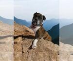 Small #20 Boxer Mix