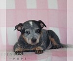 Small #2 Australian Cattle Dog