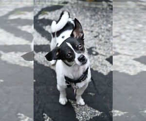 Medium Chihuahua Mix