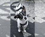 Small Chihuahua Mix