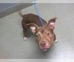 Small American Pit Bull Terrier Mix