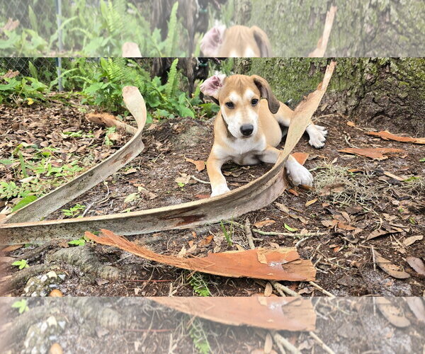 Medium Photo #6 Beagle-Unknown Mix Puppy For Sale in Tampa, FL, USA