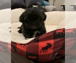 Small Photo #4 Shih Tzu Puppy For Sale in EDMOND, OK, USA
