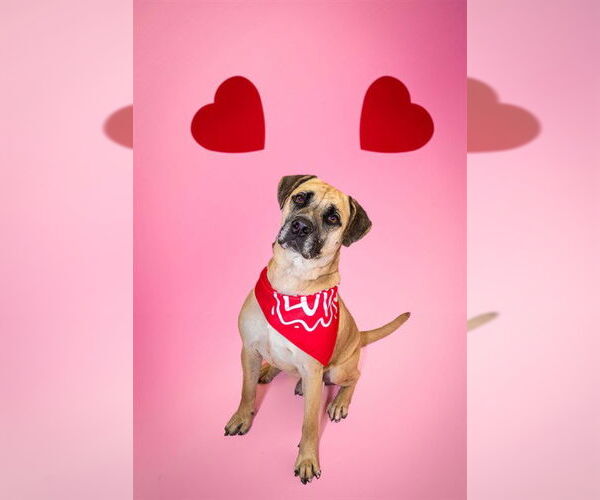 Medium Photo #3 Great Dane-Unknown Mix Puppy For Sale in Corpus Christi, TX, USA