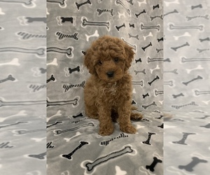 Cavapoo-Poodle (Toy) Mix Puppy for sale in LEOLA, PA, USA