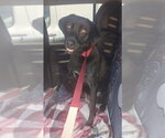 Small #1 Labrador Retriever Mix