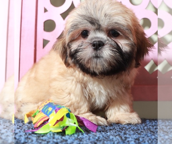 Medium Photo #3 Shih Tzu Puppy For Sale in MOUNT VERNON, OH, USA