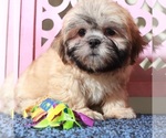 Small #2 Shih Tzu