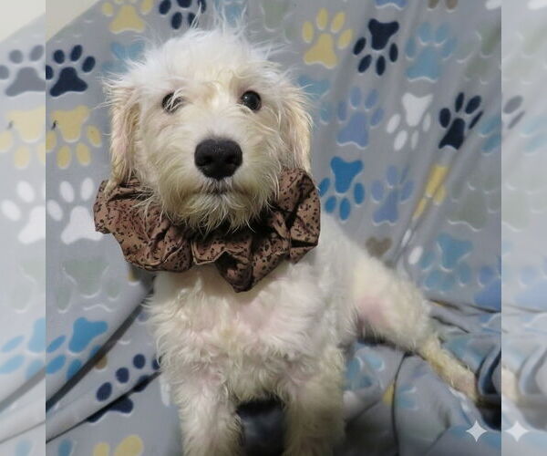 Medium Photo #2 Miniature Schnauzer-Poodle (Miniature) Mix Puppy For Sale in Grovertown, IN, USA