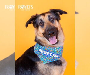 German Shepherd Dog Dogs for adoption in Sandy, UT, USA