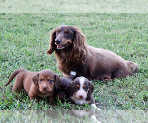 Mother of the Dachshund puppies born on 06/09/2025