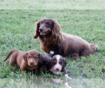 Small Photo #1 Dachshund Puppy For Sale in LEDBETTER, TX, USA