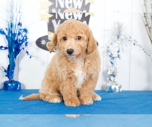 Poochon Puppy for sale in MOUNT VERNON, OH, USA