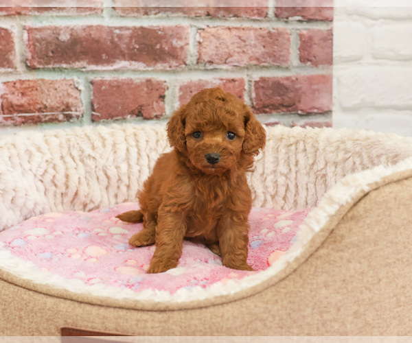 Medium Photo #1 Cavapoo (Miniature) Puppy For Sale in SYRACUSE, IN, USA