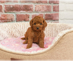 Small Cavapoo (Miniature)