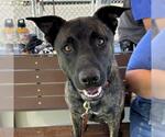 OLIVER - Male Holland Shepherd Dog for Adoption - Small photo