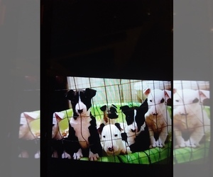Bull Terrier Puppy for sale in WATERTOWN, NY, USA