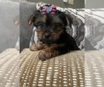 Small Photo #2 Yorkshire Terrier Puppy For Sale in RICHMOND, IL, USA