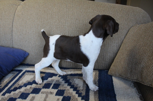 Medium Photo #9 German Shorthaired Pointer Puppy For Sale in BLAINSPORT, PA, USA