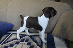 Small Photo #9 German Shorthaired Pointer Puppy For Sale in BLAINSPORT, PA, USA