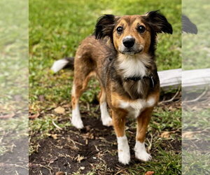 Colonial Cocker Spaniel-Dachshund Mix Dogs for adoption in Royal Palm Beach, FL, USA