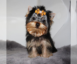 Yorkshire Terrier Puppy for sale in LOS ANGELES, CA, USA