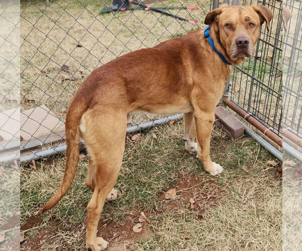 Medium Photo #8 Mutt Puppy For Sale in Clinton, OK, USA