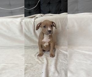 American Bully Puppy for sale in MAPLE HEIGHTS, OH, USA