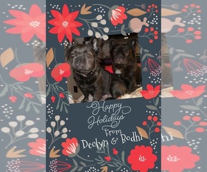 Father of the French Bulldog puppies born on 11/03/2023