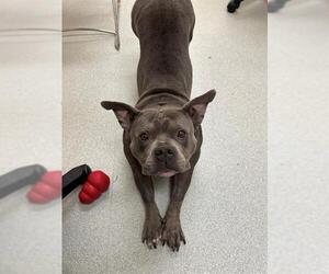American Bulldog-Staffordshire Bull Terrier Mix Dogs for adoption in Boston, MA, USA