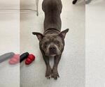 Small American Bulldog-Staffordshire Bull Terrier Mix