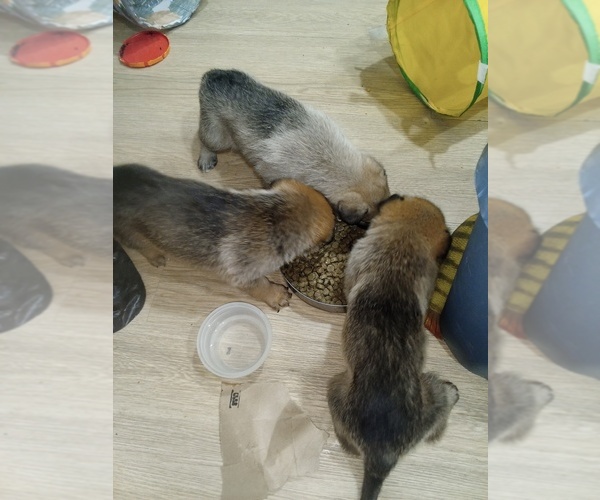 Medium Photo #1 German Malinois Puppy For Sale in SAN BERNARDINO, CA, USA