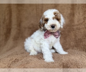 Poodle (Miniature) Puppy for sale in LAKELAND, FL, USA