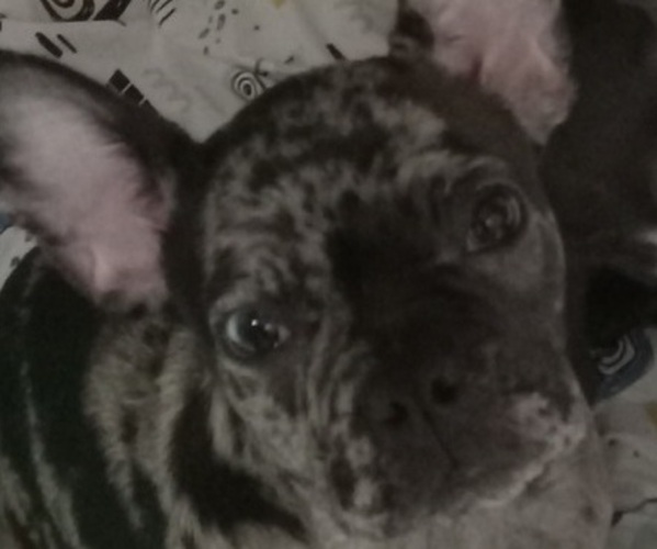 Medium Photo #1 French Bulldog Puppy For Sale in CHICAGO, IL, USA